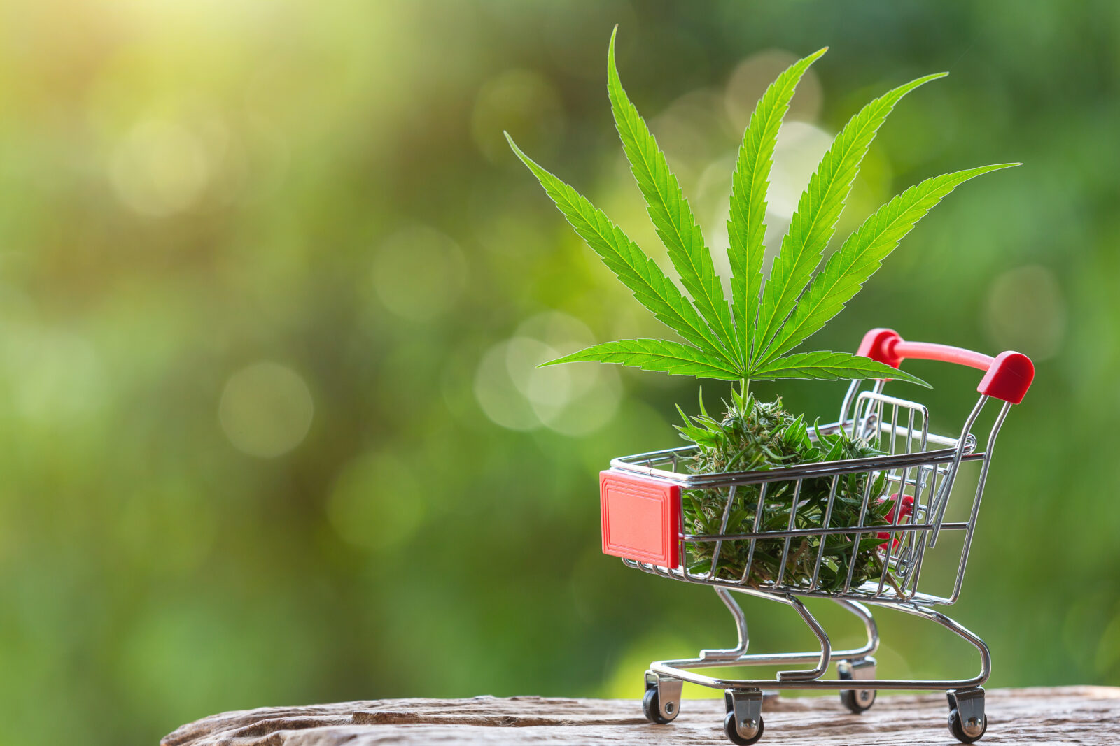 medical marijuana myths vs facts: what doctors want florida patients to understand